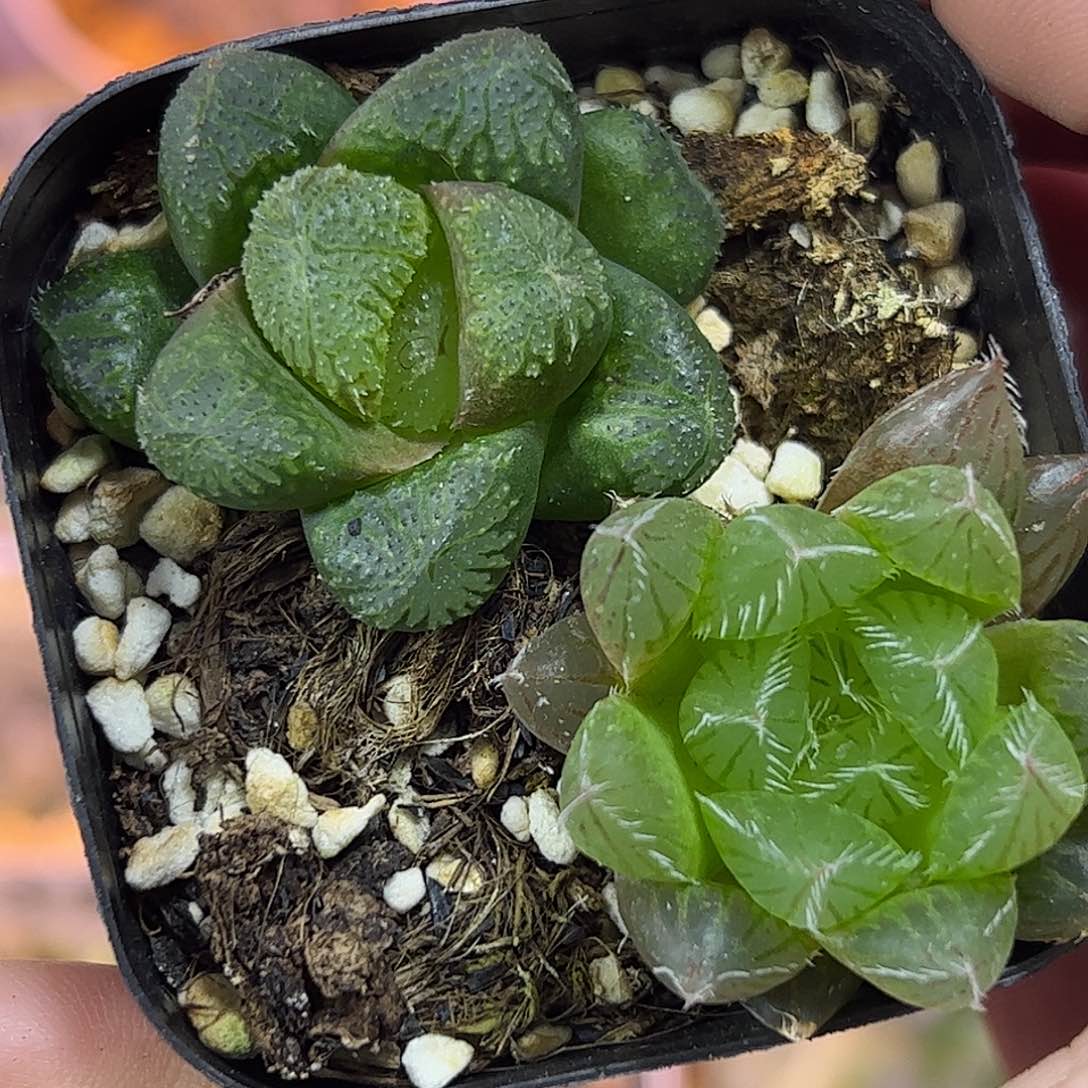 实生十二卷多肉植物