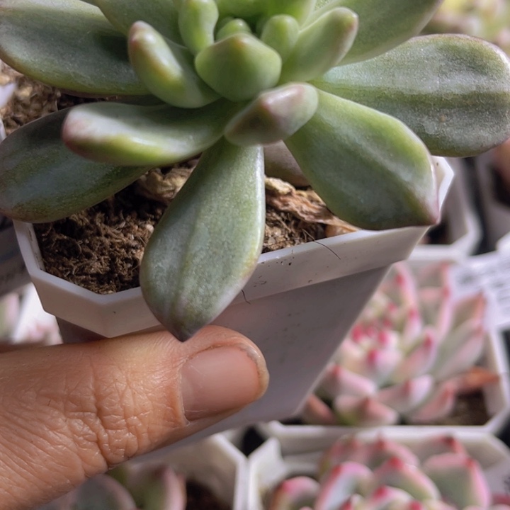 香奈儿拉丝锦多肉植物261