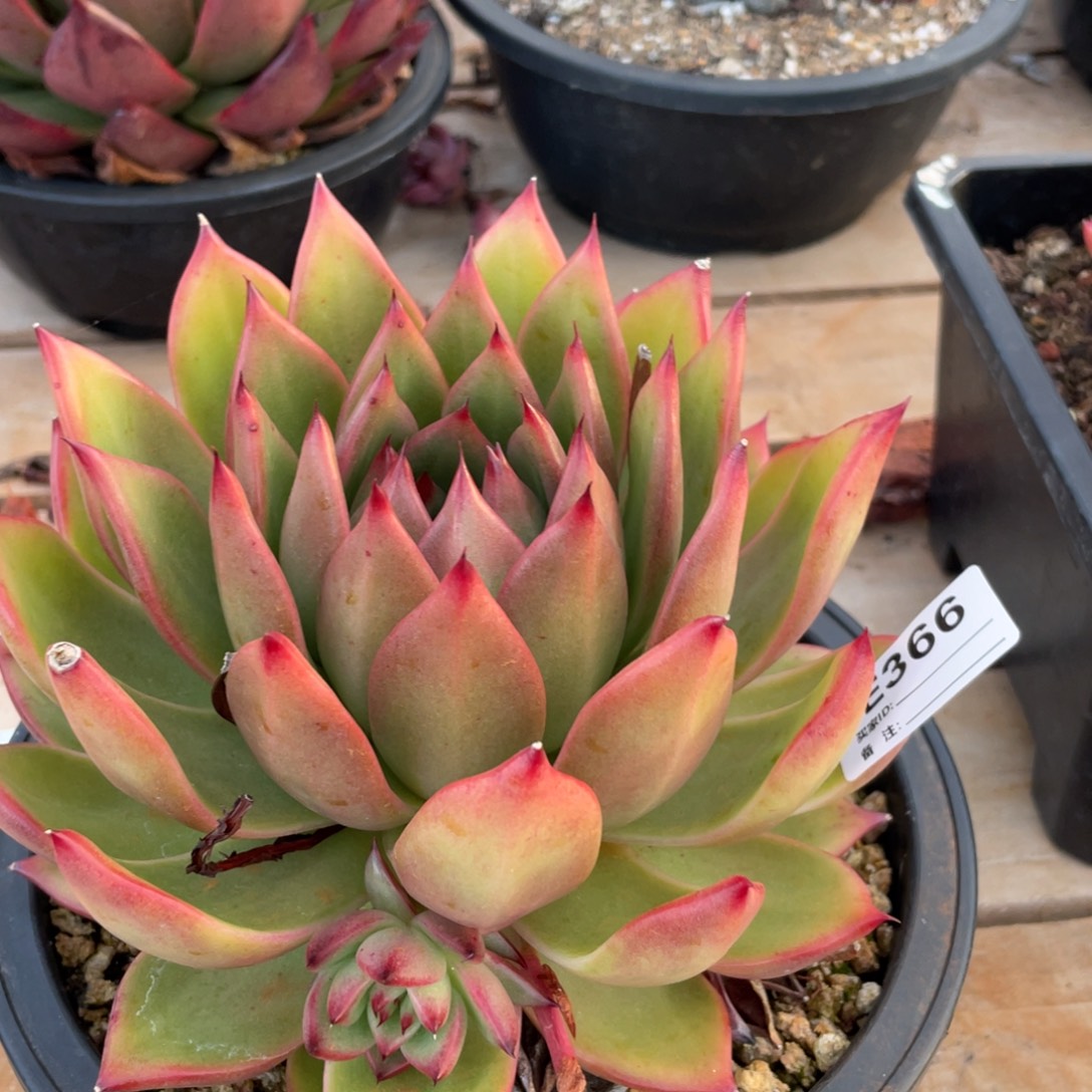 无花朵若如东云单拍E366