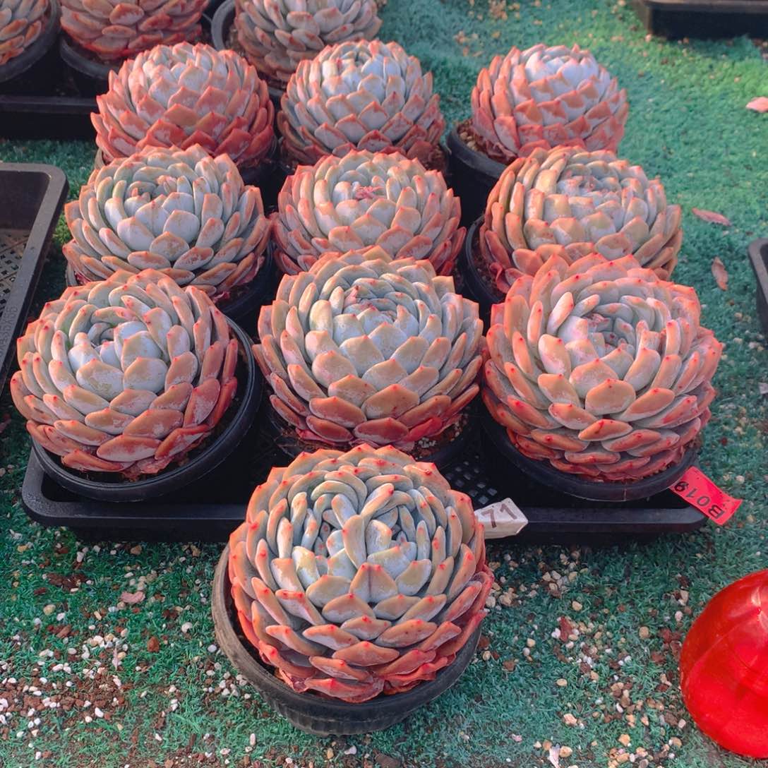 019橙子多肉植物