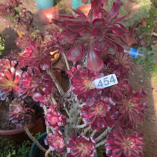 是***多肉植物一个香奈儿454