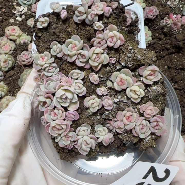 *****255号王者系列多肉一盒