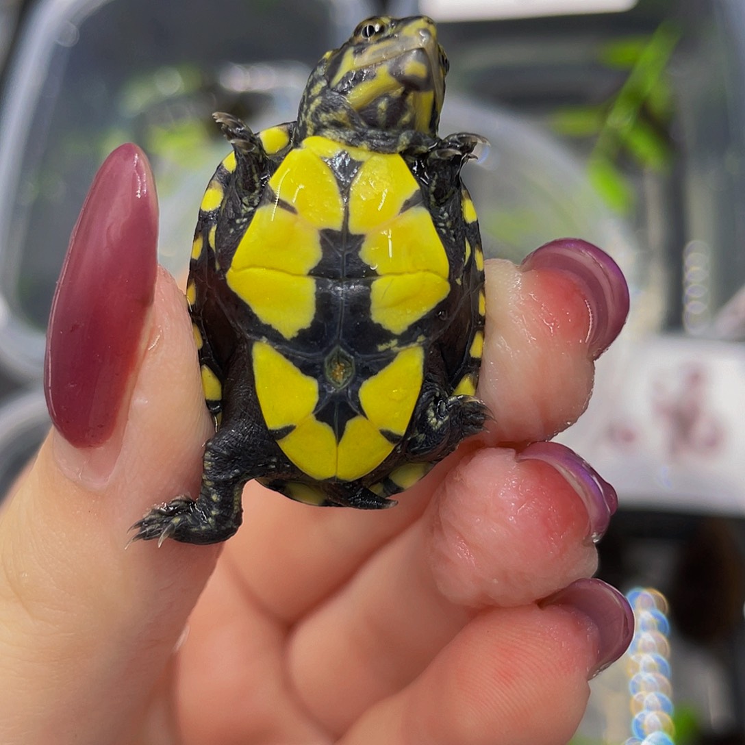 蛋龟母不分公母5667