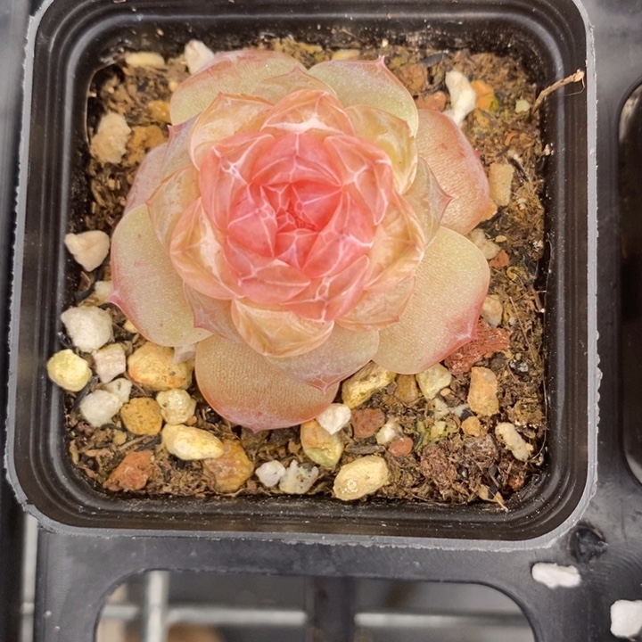 优选糖心 多肉 1.3