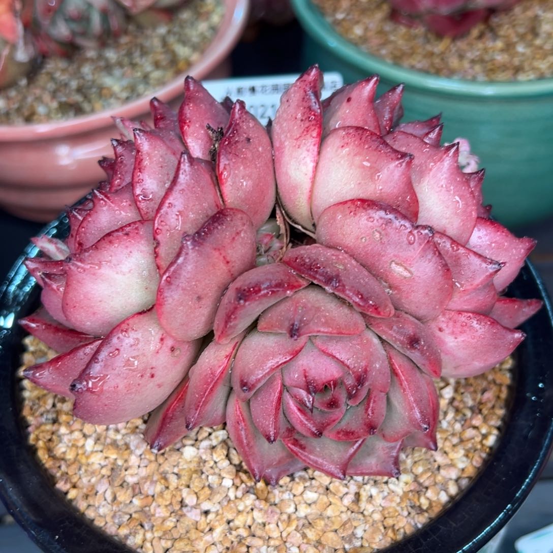 从前慢多肉精选编号0218.206