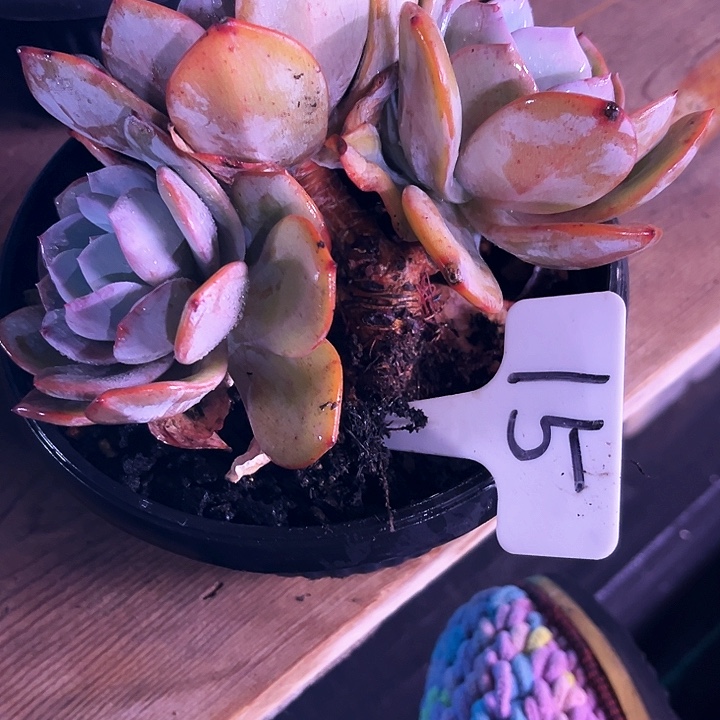 倾***城奶茶15号码牌子的话题了