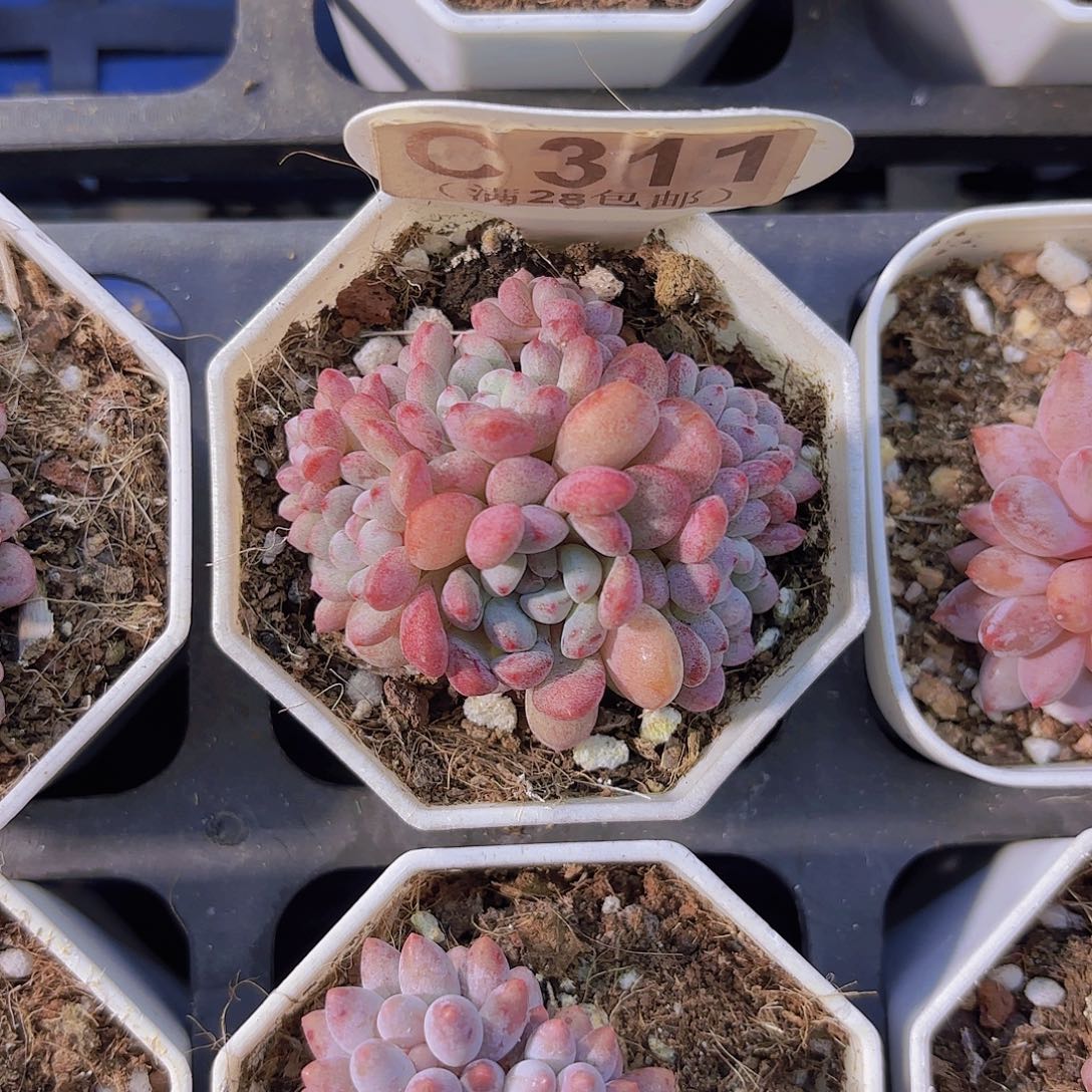 C311萌豆一物一拍