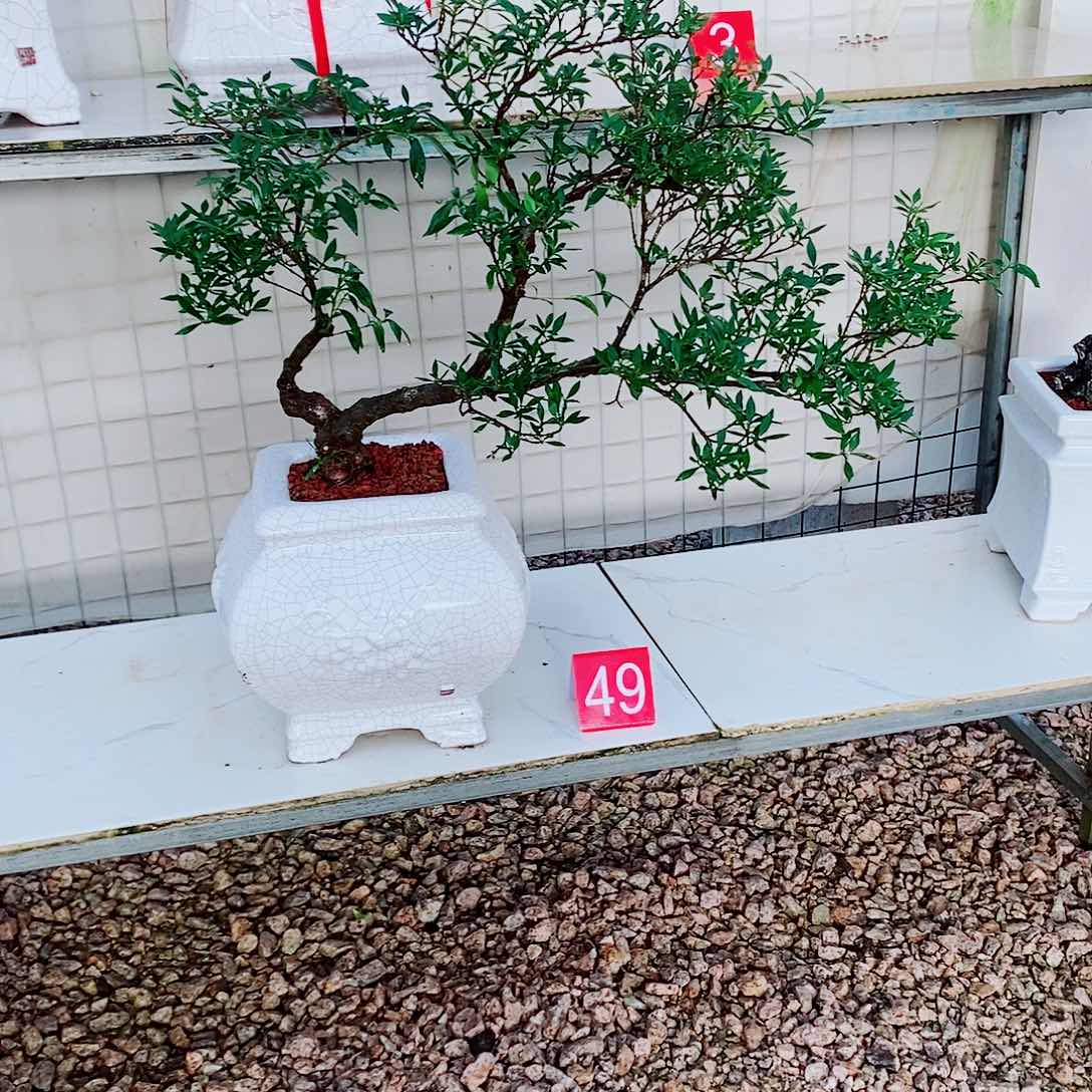 四季揽叶一物一拍