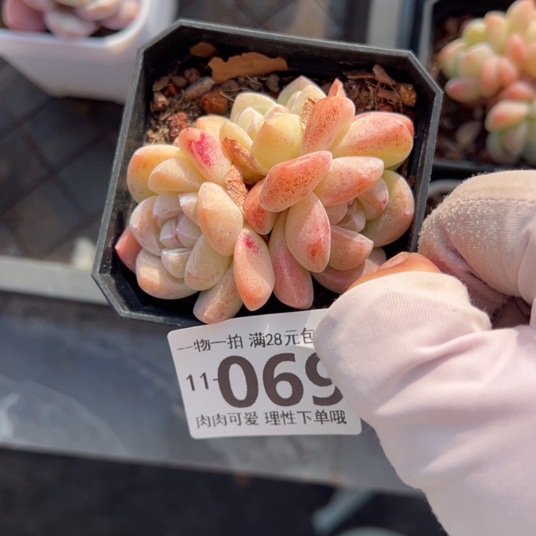 冰玉多肉多肉多肉多肉