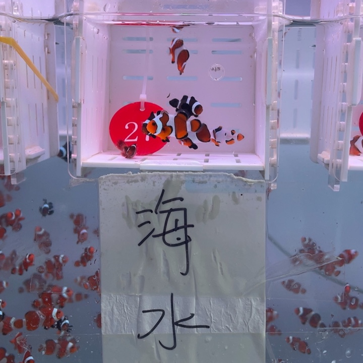 海水鱼精品混搭7条2-3