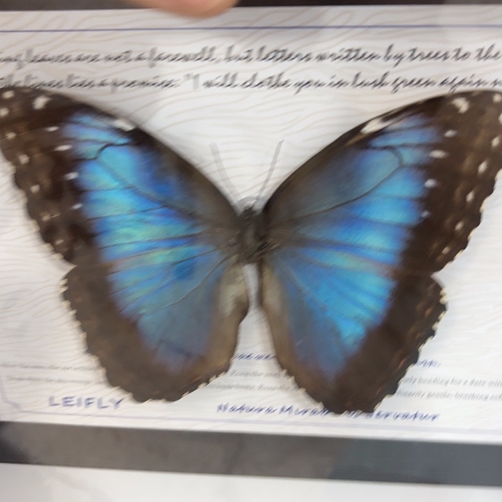k***o蝴蝶标本定制425@