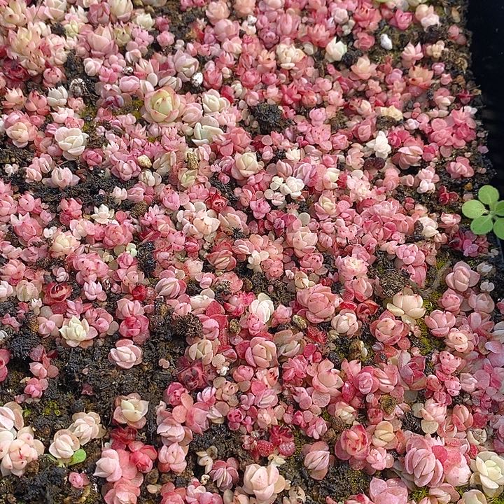 68 多肉植物盆栽花卉植物