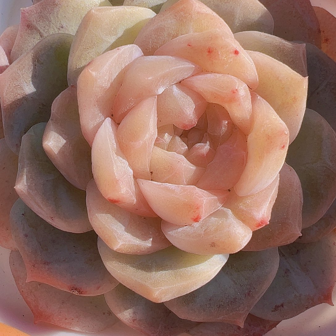 冰心泡影19包邮多肉