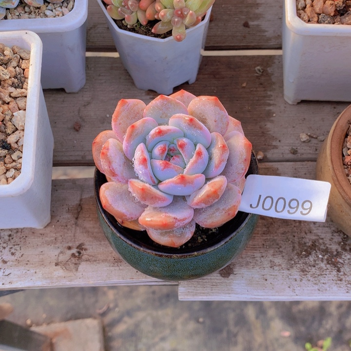 卟***9闪购多肉1棵j0099