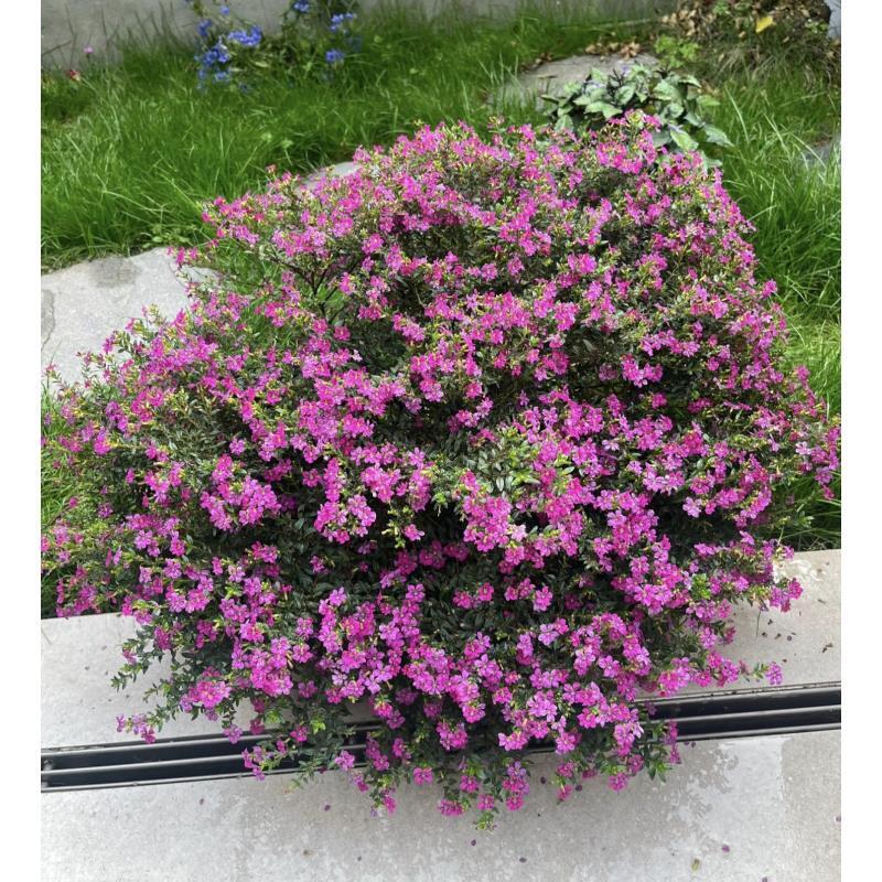 [爆盆满天星] 13cm盆 带花苞多年生四季开花卉植物盆栽庭院耐寒爆