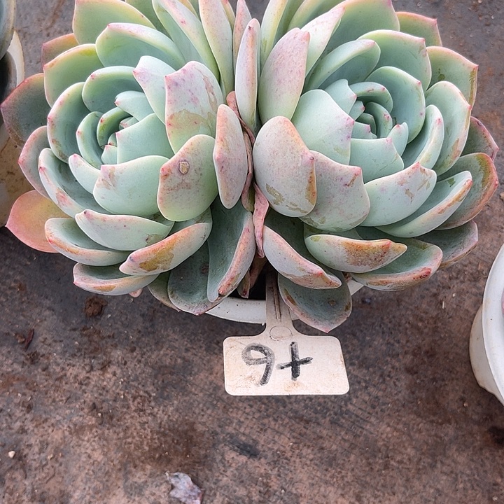 快***乐两单包邮，一物一拍