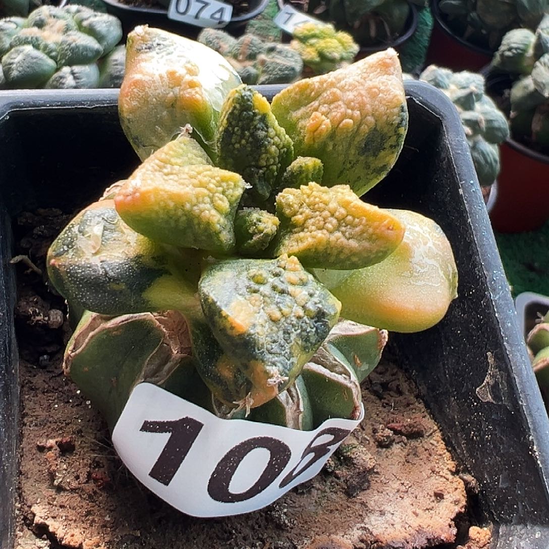 无花朵福利连山牡丹锦108