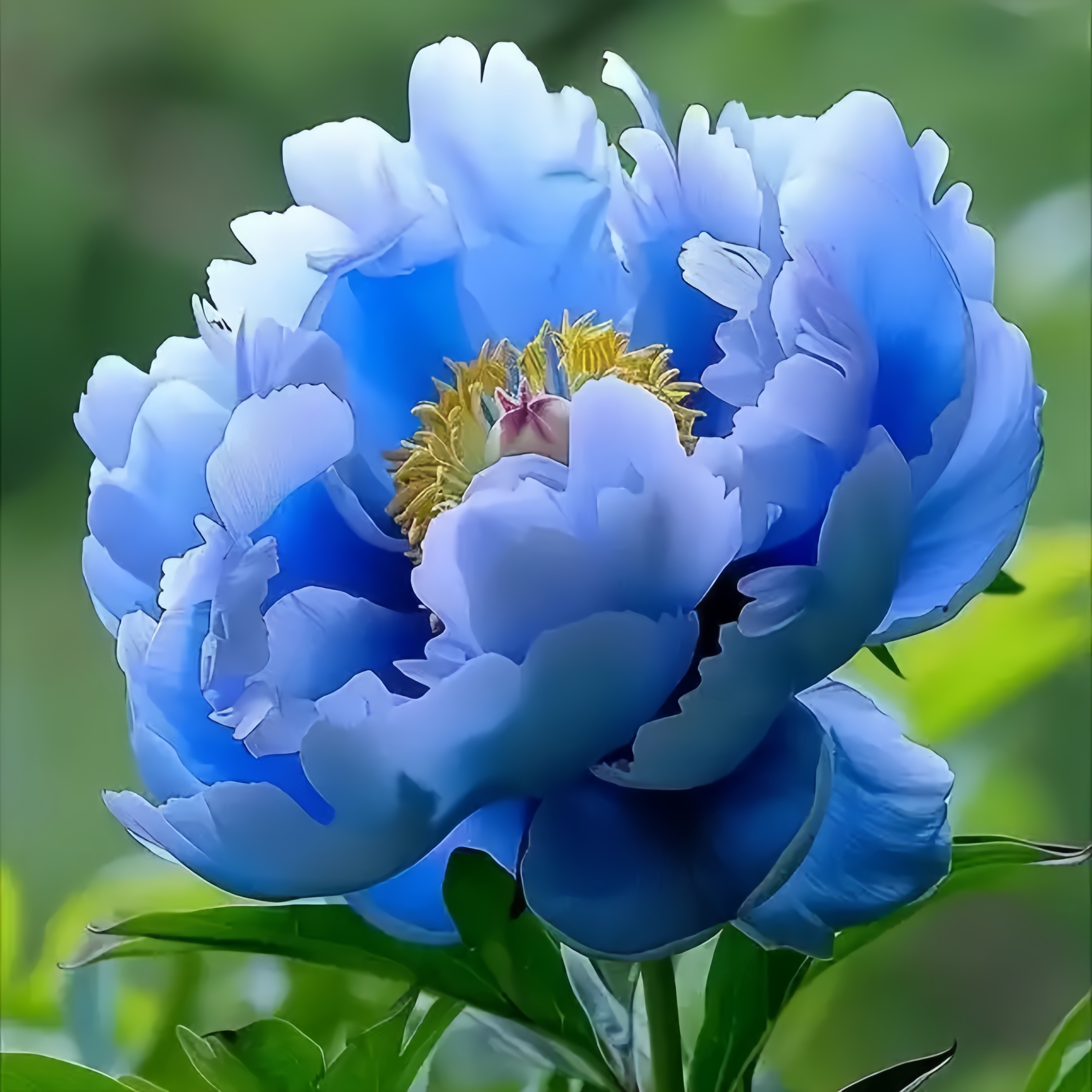 缠枝牡丹花根免春化南北方皆可种植老根藤蔓多色重瓣花期长正版
