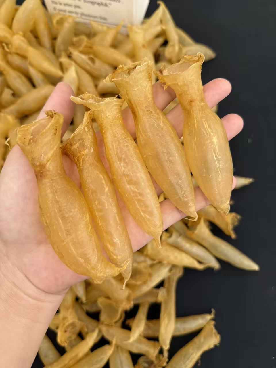 【嗡嗡鱼胶】越·蜘蛛公母系列