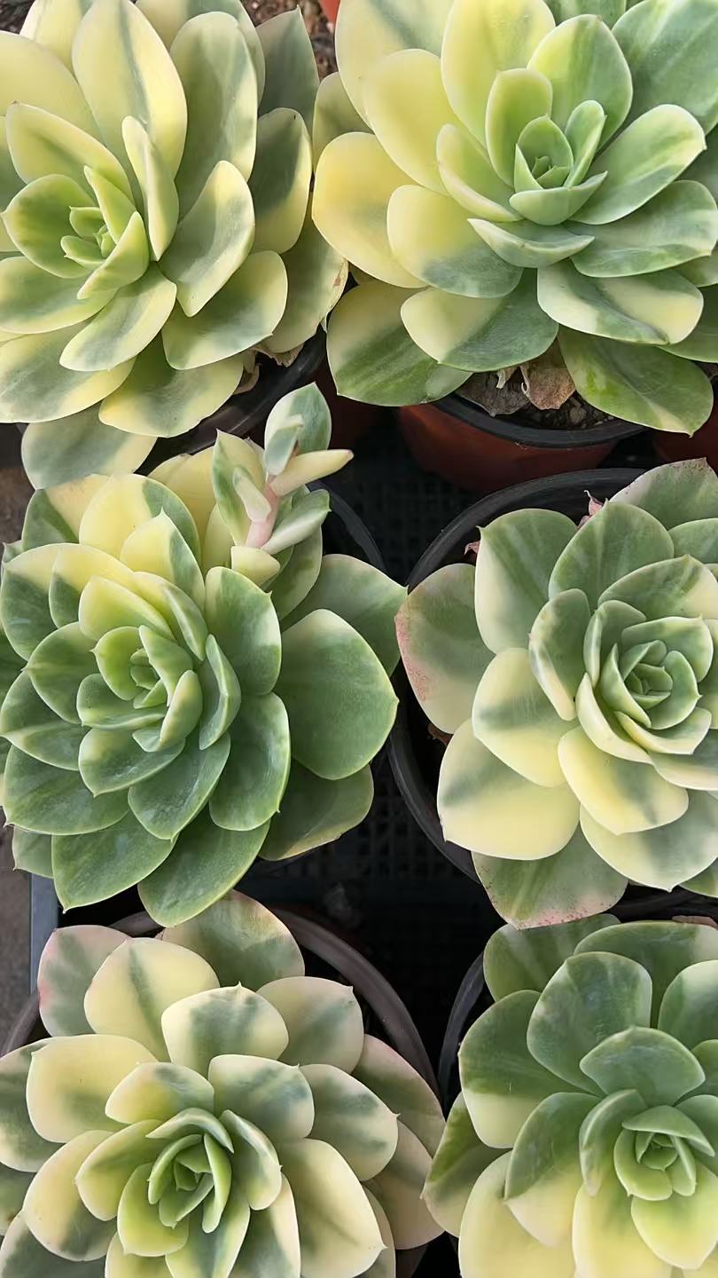 星娜塔锦   多肉绿植