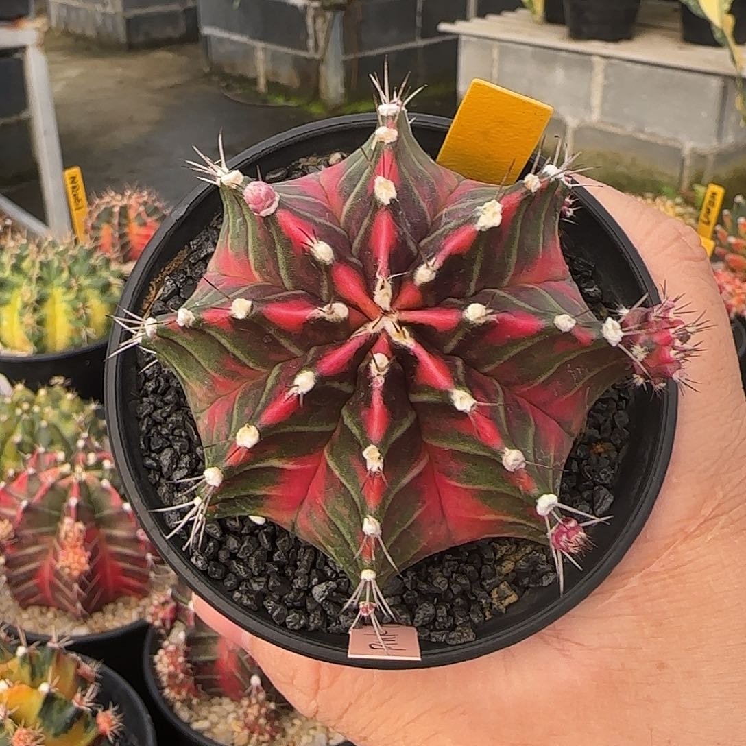 N16-1228泰国米哈新粉钻