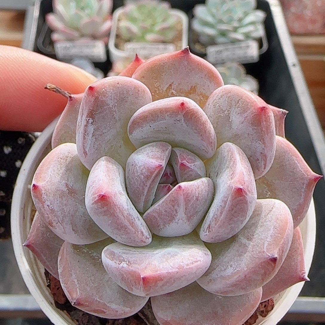 多肉0906-155暗纹系