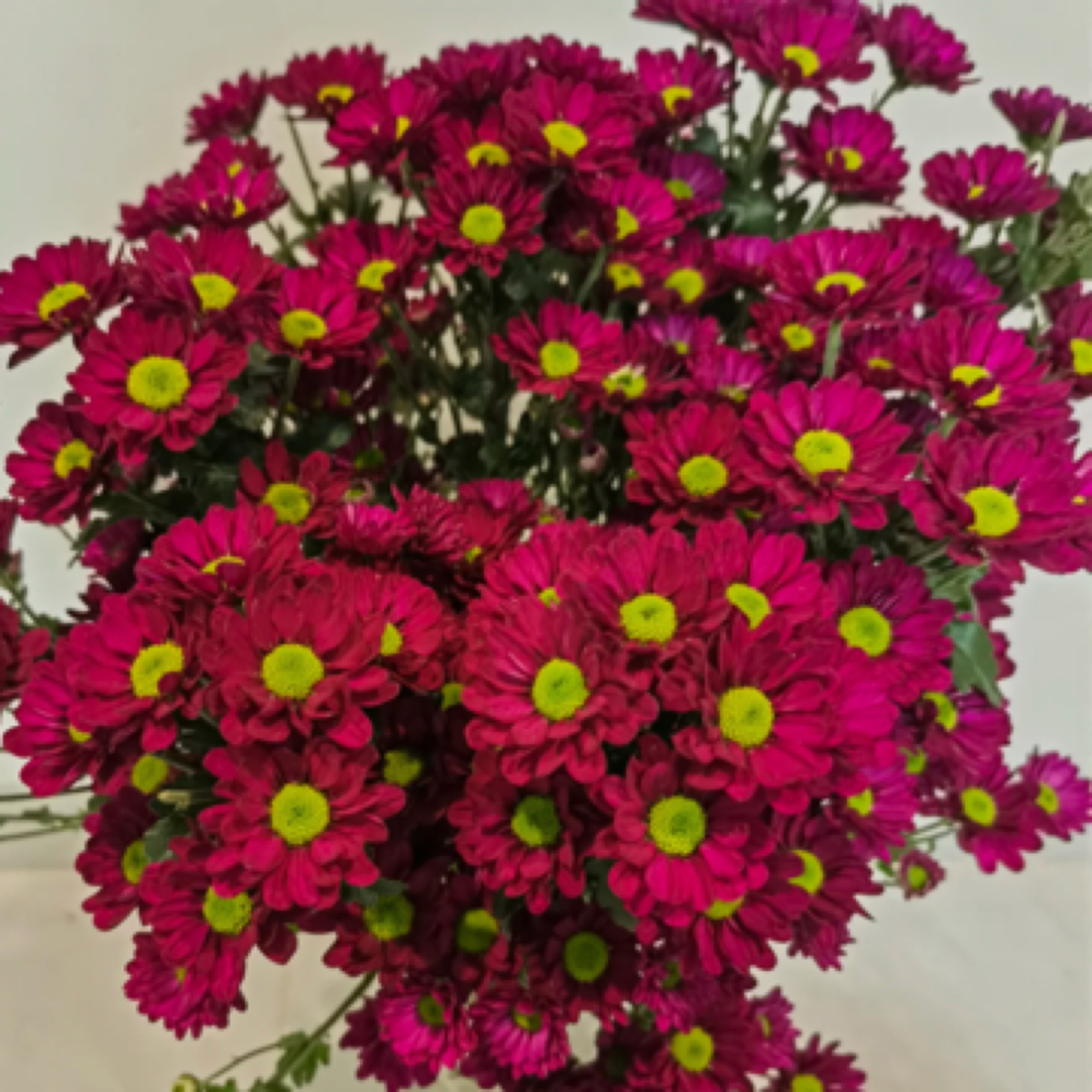 [桃花妖】盆栽四季开带花苞发阳台庭院好养绿植观花