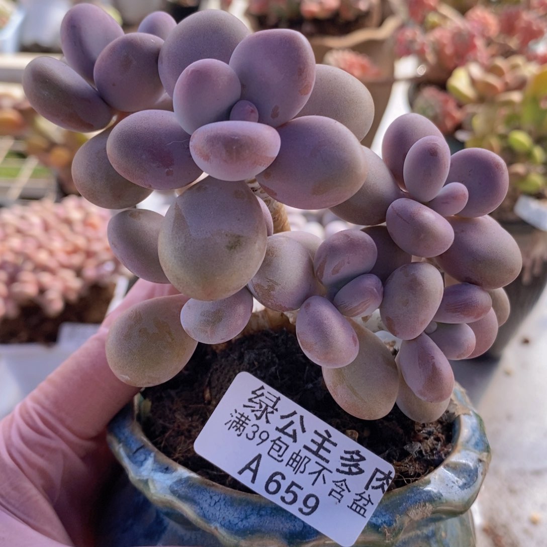 桃蛋树9cm659多肉植物