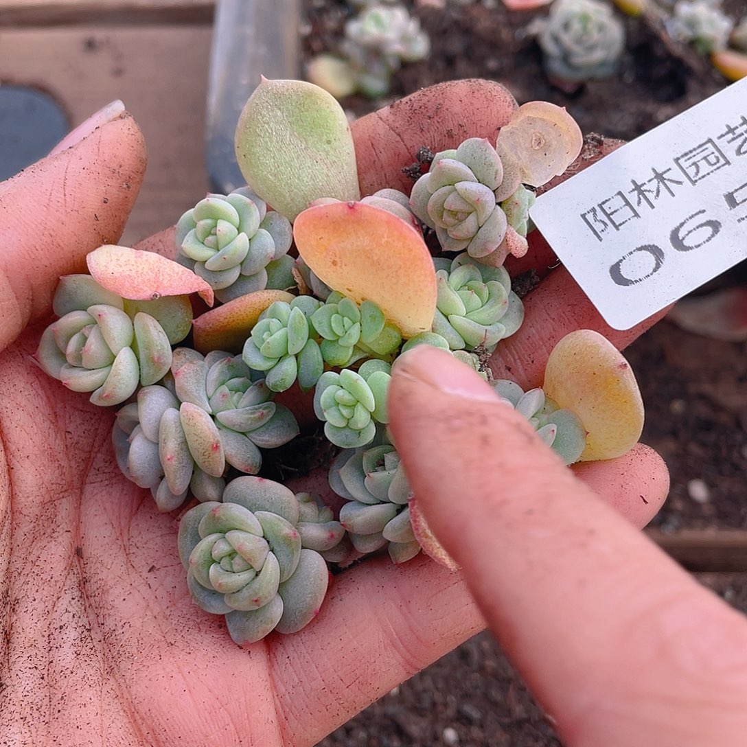 多肉植物多肉植物652