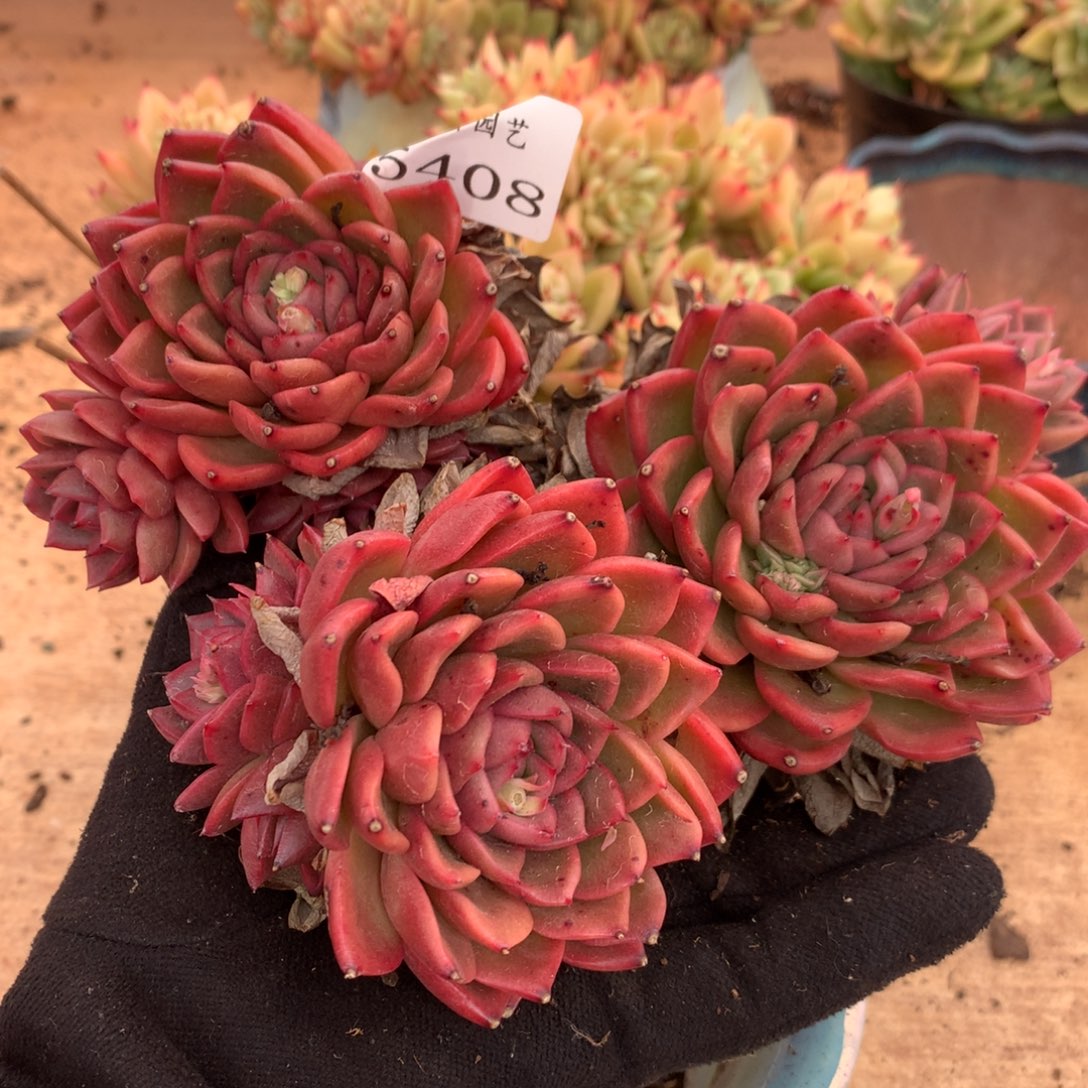 5408杂交多肉老桩