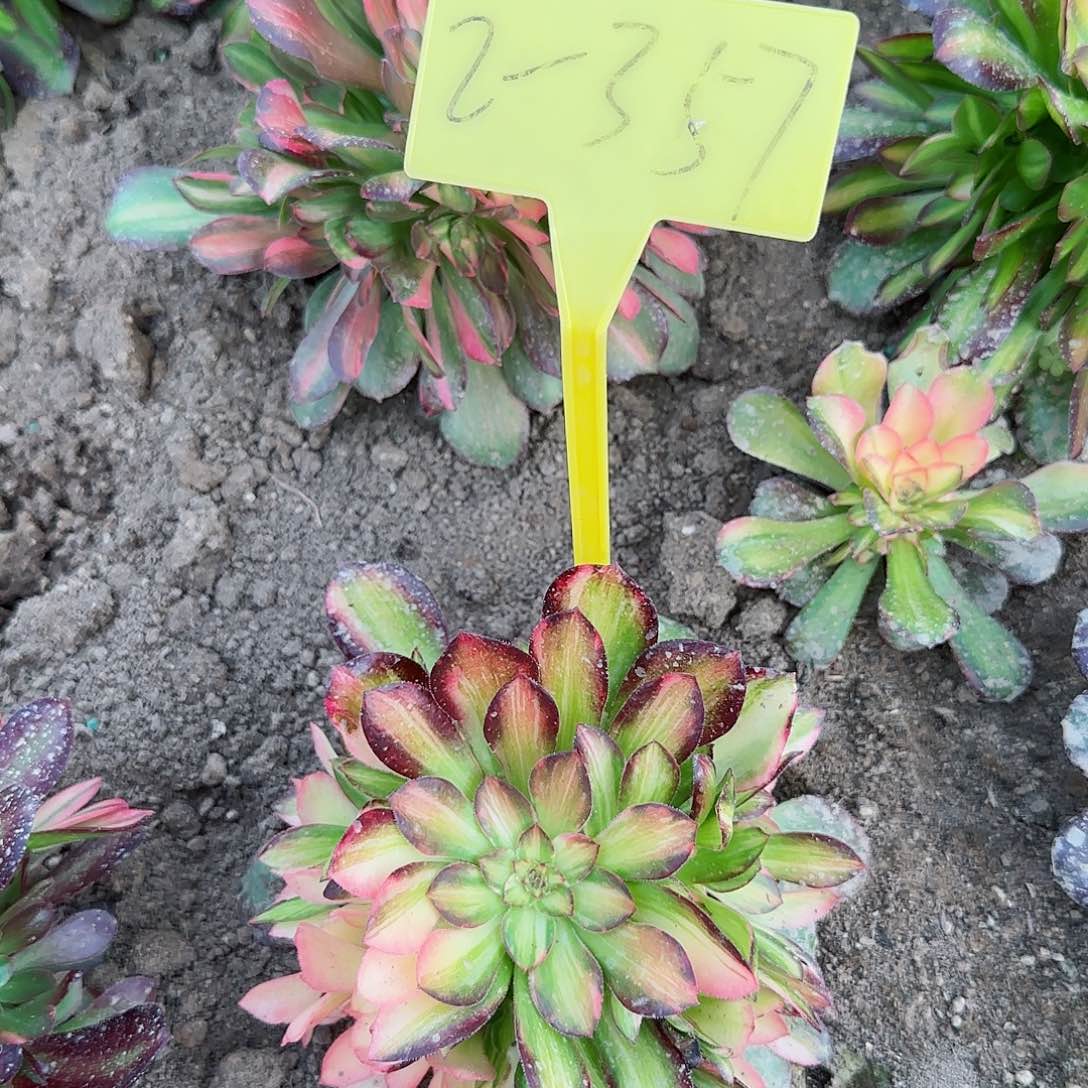 2-357---多头多肉植物