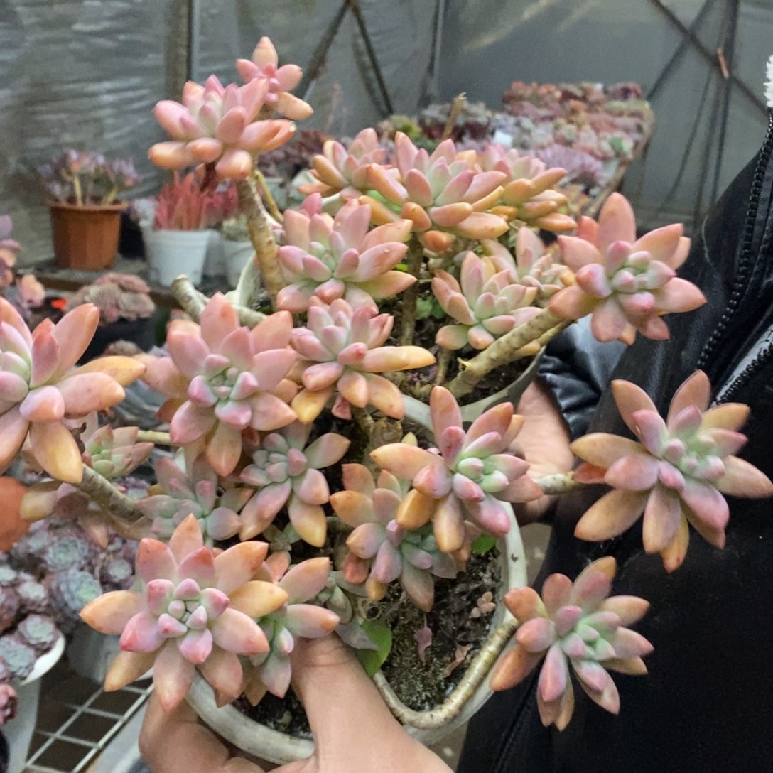 秋丽整桩整群两盆，160杯