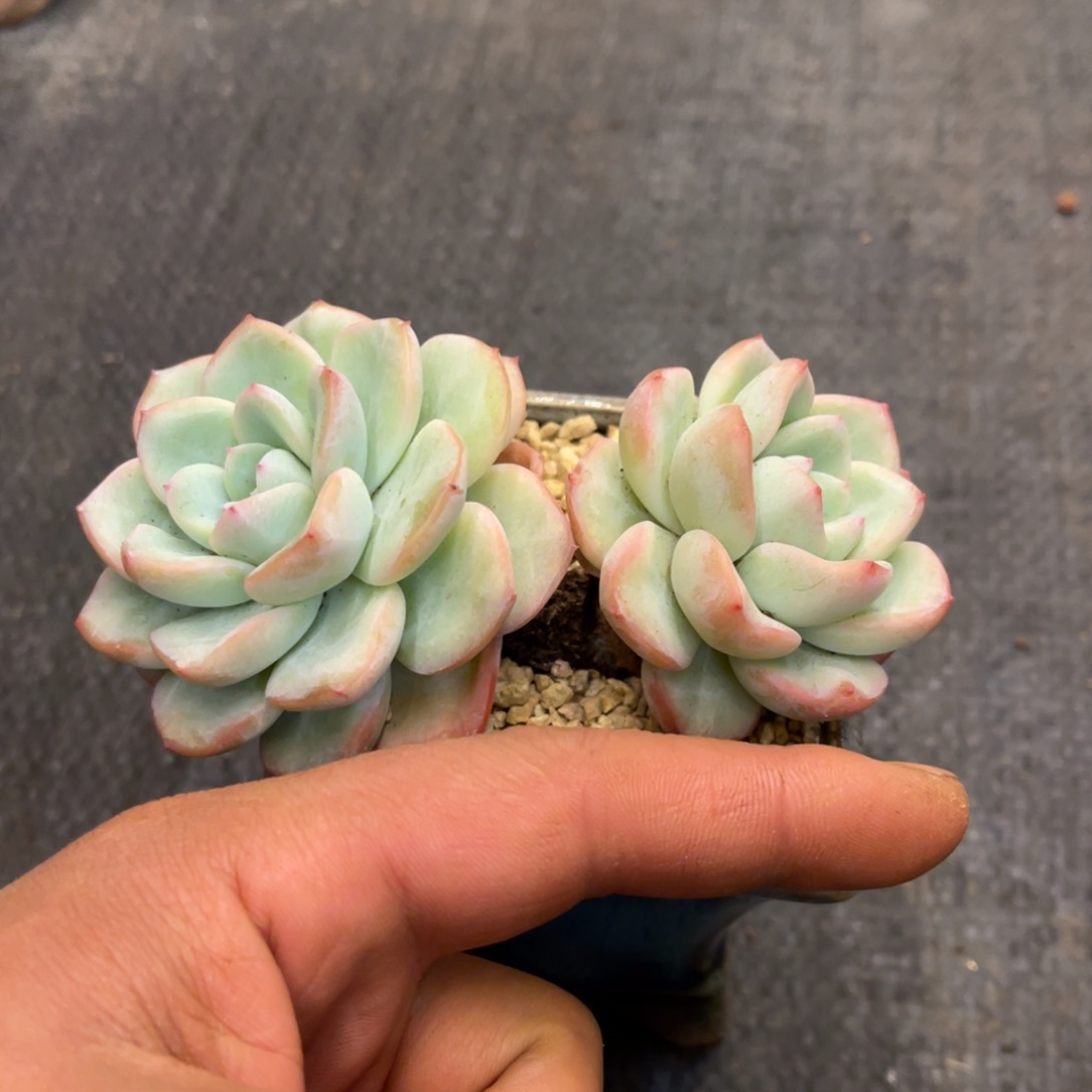 多****多48481818181818166115