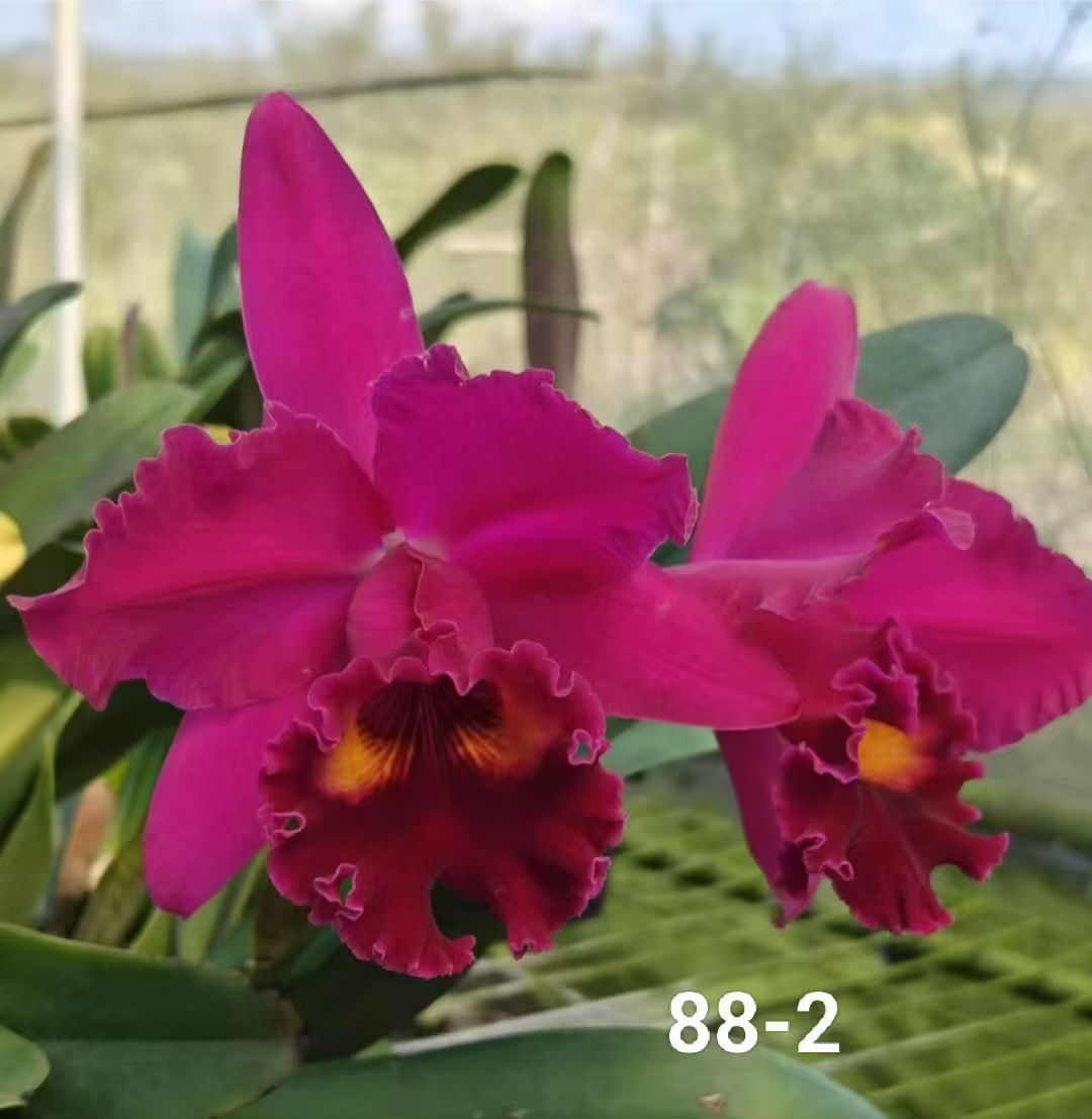 大红袍卡特兰（苗） 台湾卡特红色大花爆花好养花期长 云南鲜花绿植