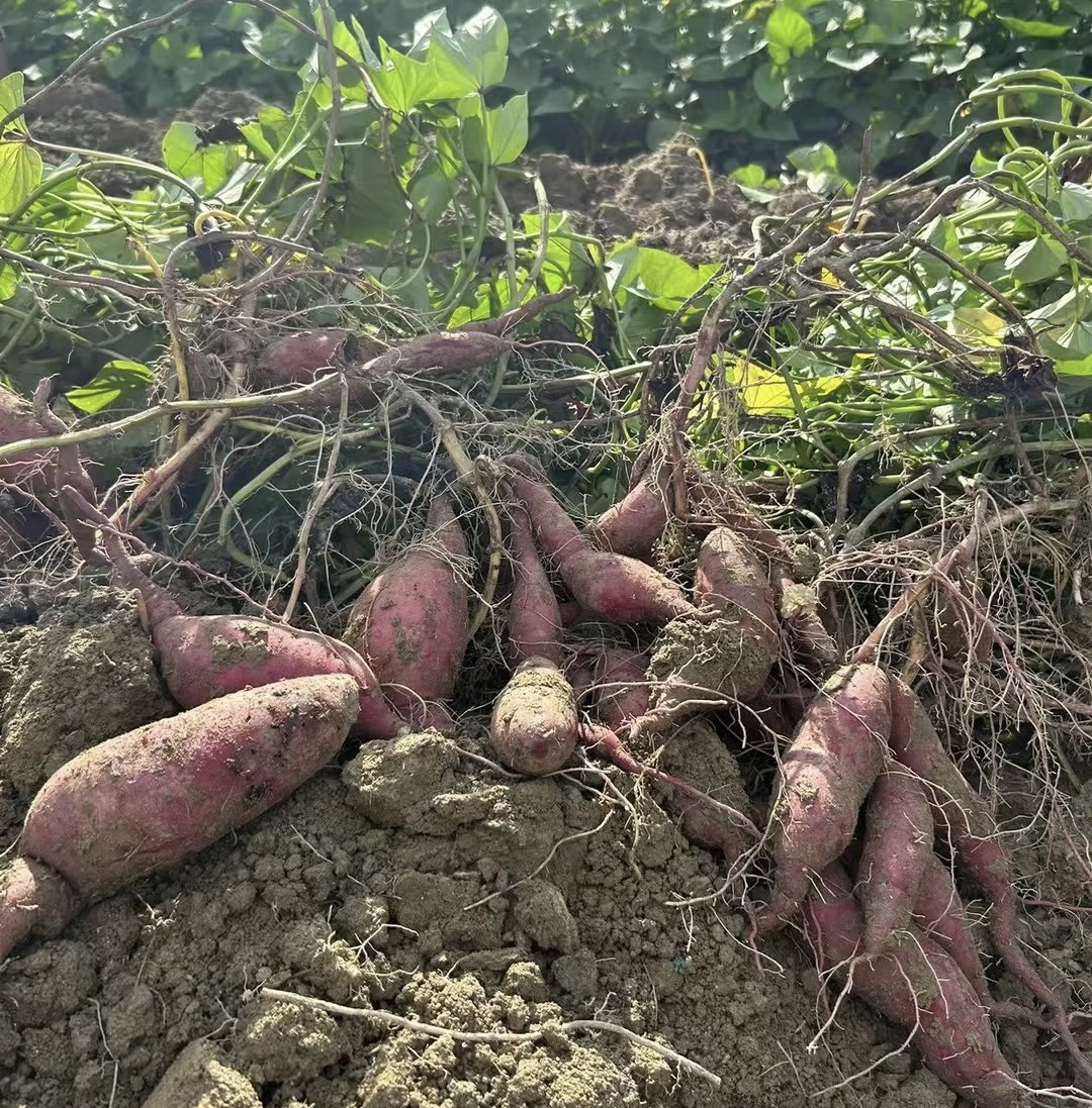 【红薯】湘西农家今年新红薯
