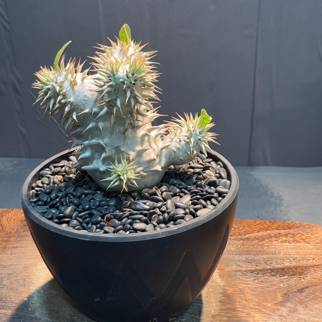 象牙玉Zzzzzzzzzzzzzzzzz