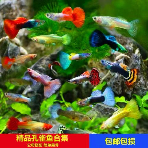 混搭孔雀鱼，直播间选鱼一物一拍（签收3小时内报损，超3小时不报损）