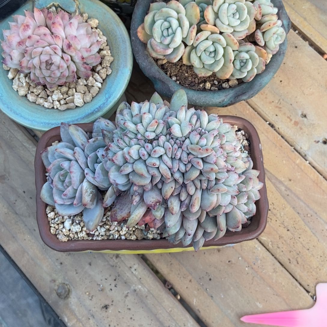 抱**❣不植物性锐化