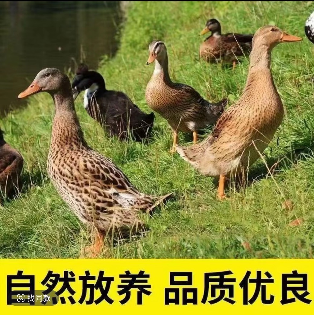 【精选四只】农家自然散养土麻鸭新鲜宰杀五谷喂养顺丰包邮无掌翅