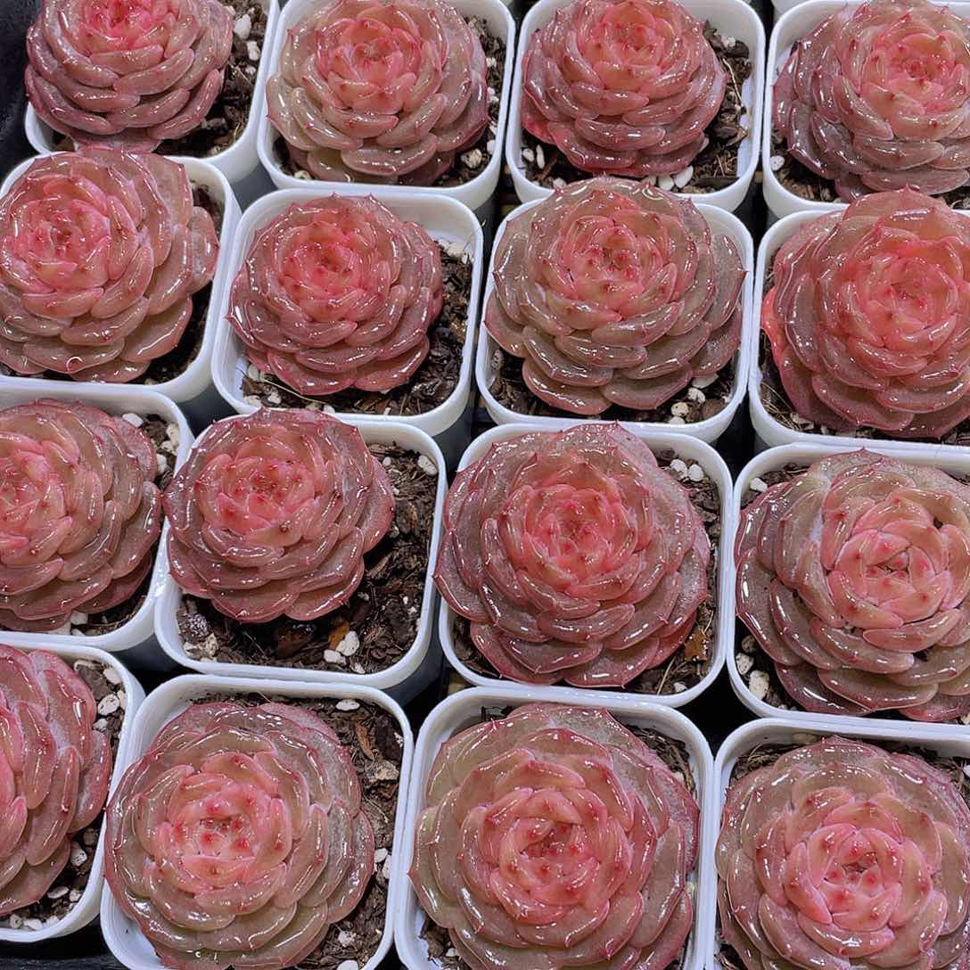 量拍42号 糖心秋海棠单头一个