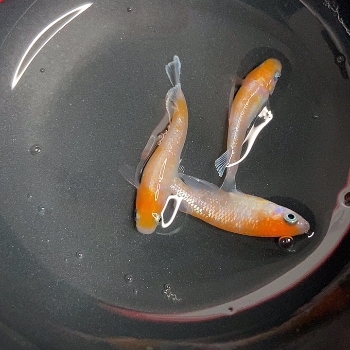 青鳉鱼墨子的鱼9号赤壁