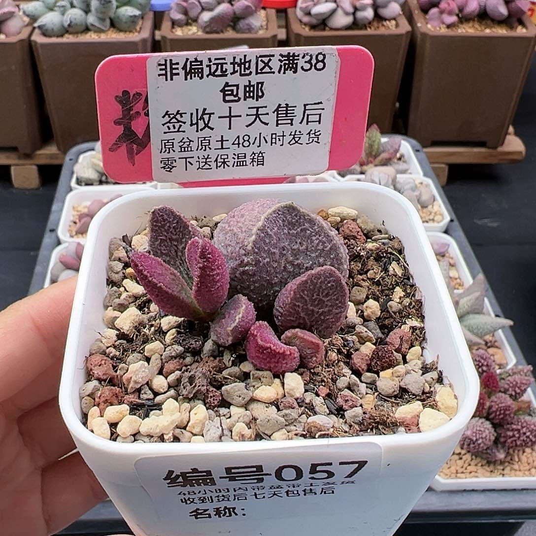 057哈默猪肝多肉