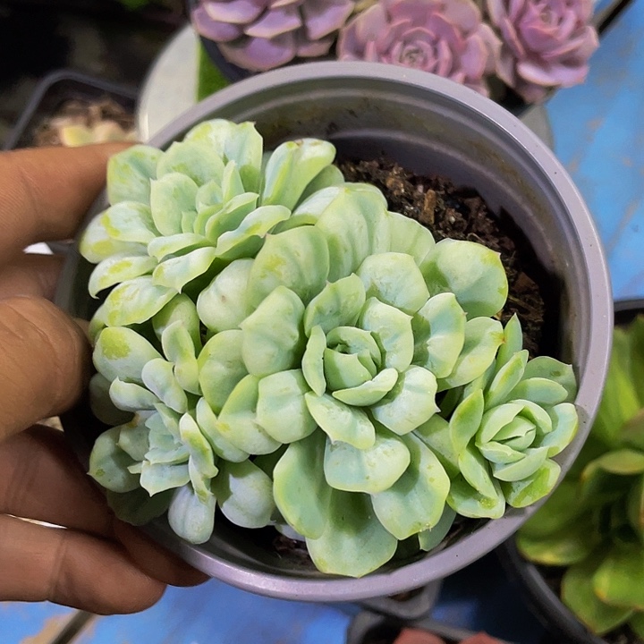 泡泡纱裙一物一拍