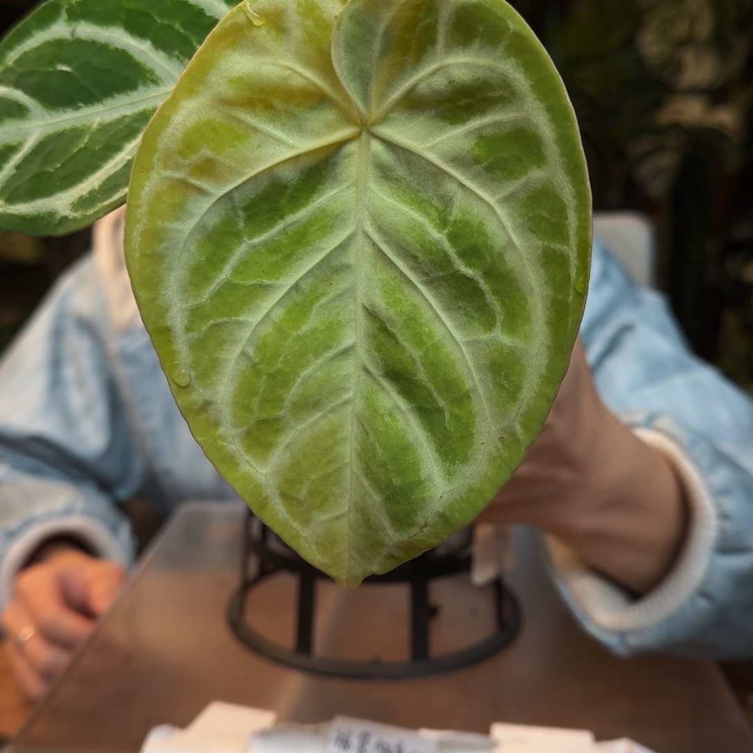 完全开放O13银色闪光杂银刷子