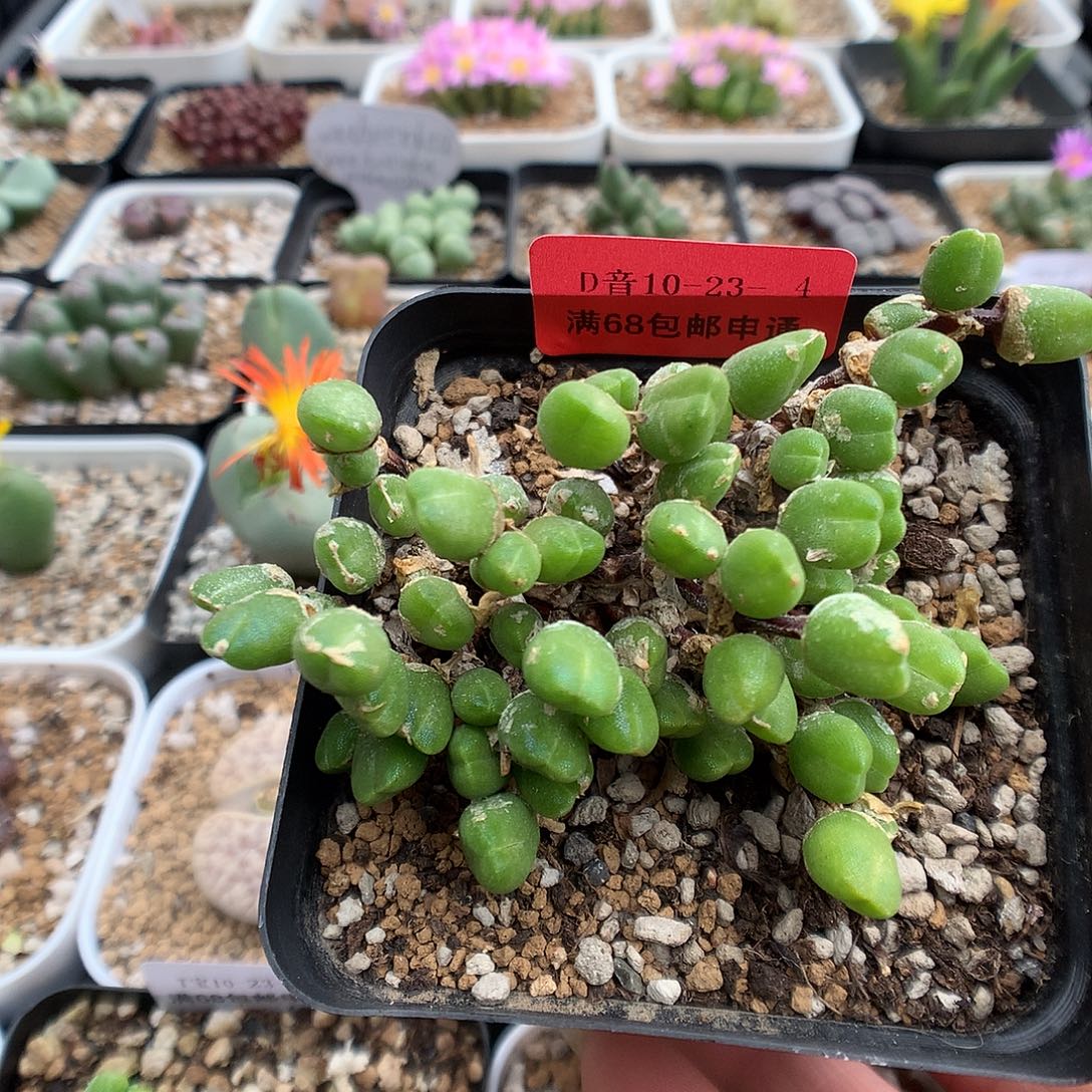 10-23-4 冰糕一群