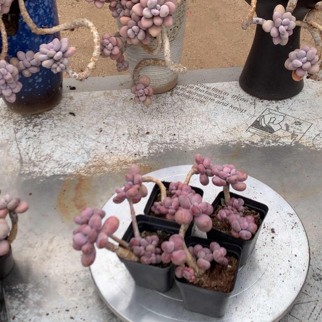 桃蛋老桩有瑕疵4颗25号