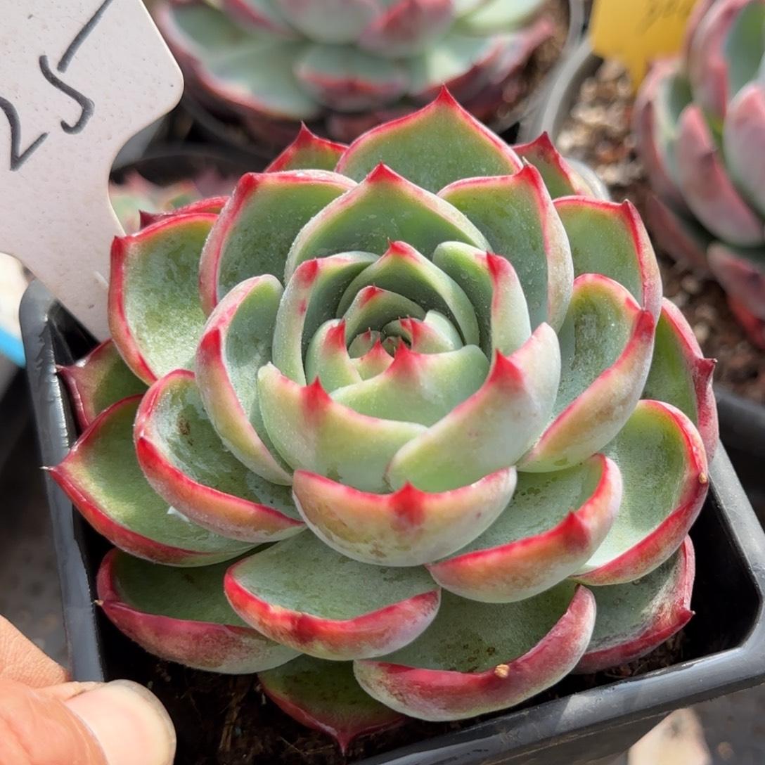 玫瑰惊鸿一物一拍包装收缩花旱125