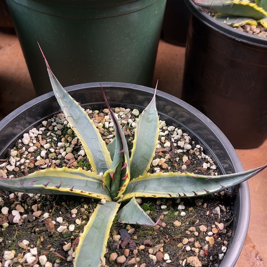 多肉植物史卡巴锦