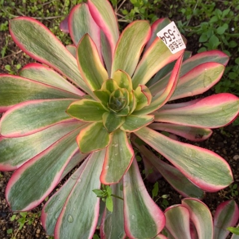 554红魔女满25包邮多肉