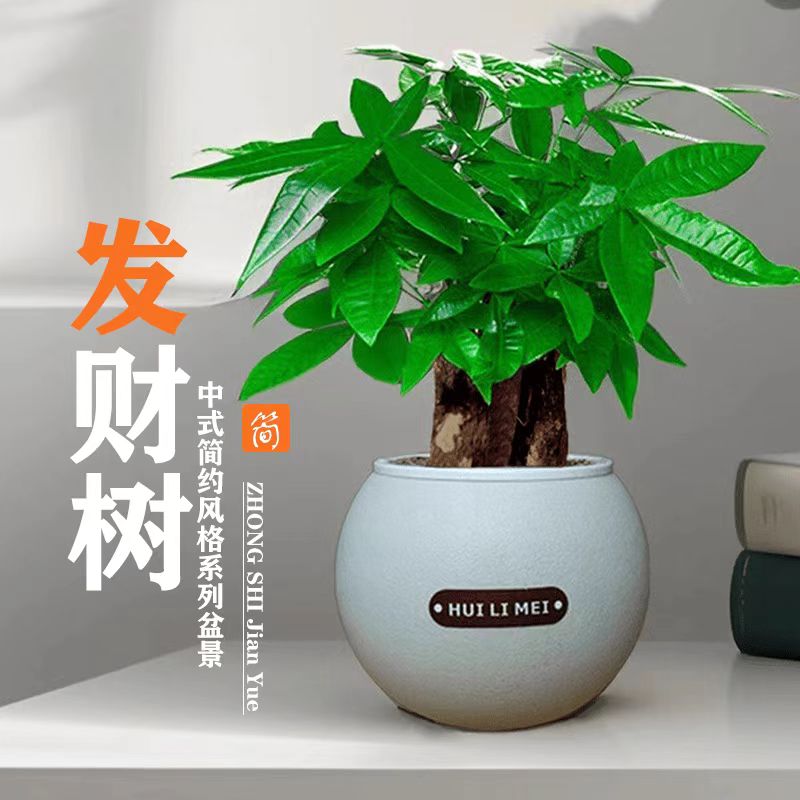 三杆发财树盆栽绿植室内好养四季常青可净化空气